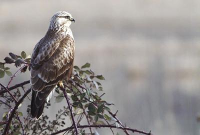 Rough-legged hawk