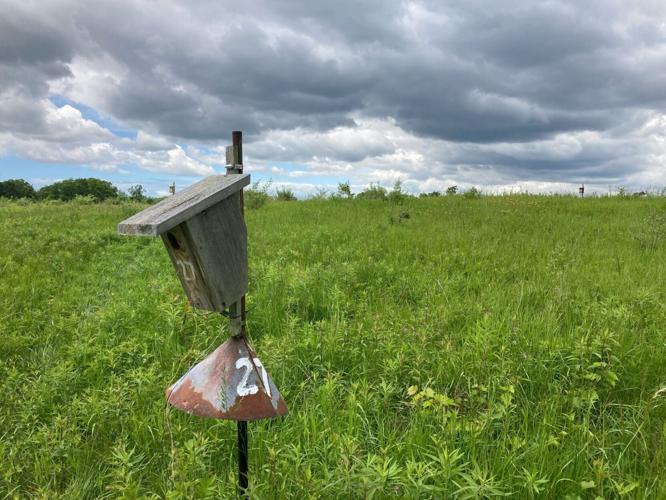 Plummeting insect numbers have resulted in smaller wild birds that reproduce less