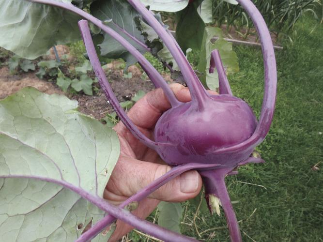 05-23 HOME Try growing Kohlrabi this summer.They're tasty!.jpg