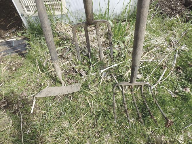 05-15 HOME Hoe, garden fork and potato fork are 3 tools useful in the garden for making beds.jpg