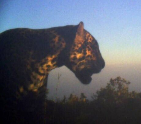 ‘Cloud jaguar’ spotted in Honduran mountains – for the first time in ten years