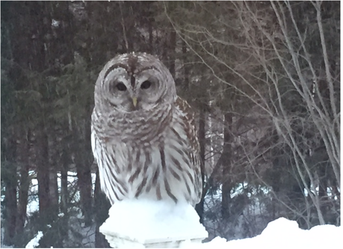 Reader Pics: Jan. 19