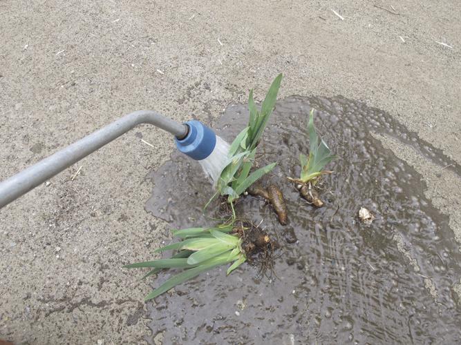 -5-09 HOME Barerooting with a hose will ensure you have no weed roots.jpg