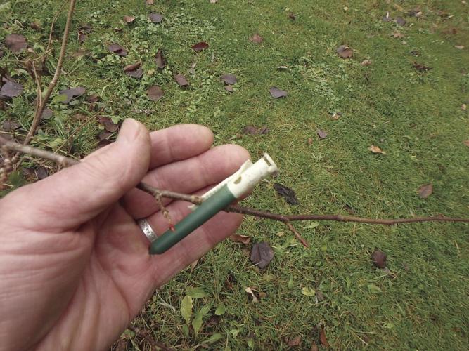 Garlic clips work well for me to deter deer.