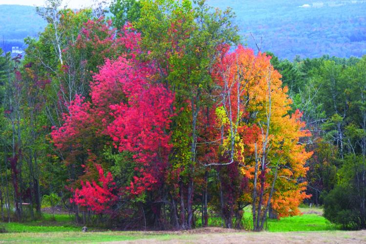 Fall foliage