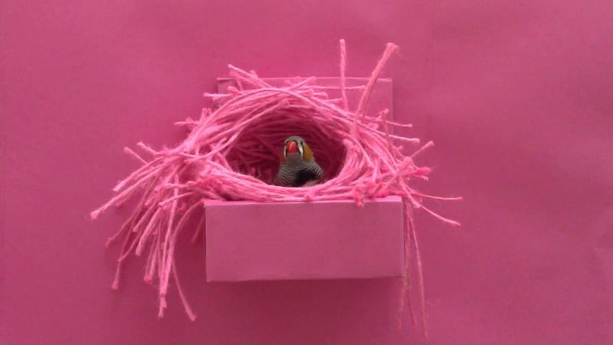 Some birds want pink nests, according to new research