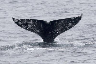 Gray whales have unique markings, making it possible to track each one in the bay.