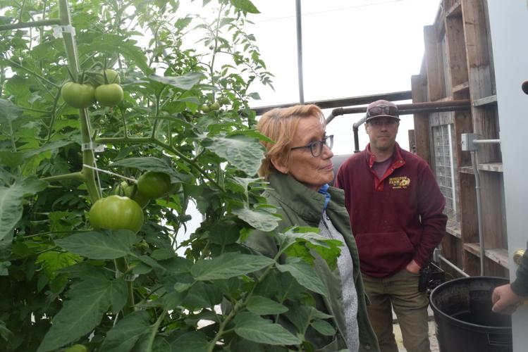 Tomato plants