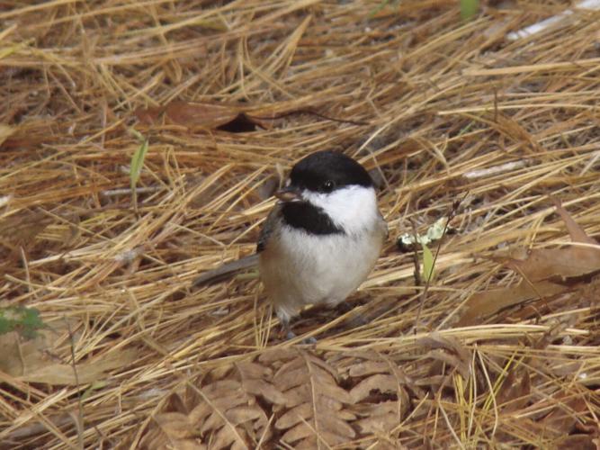 Chick-a-dee finds its seed.