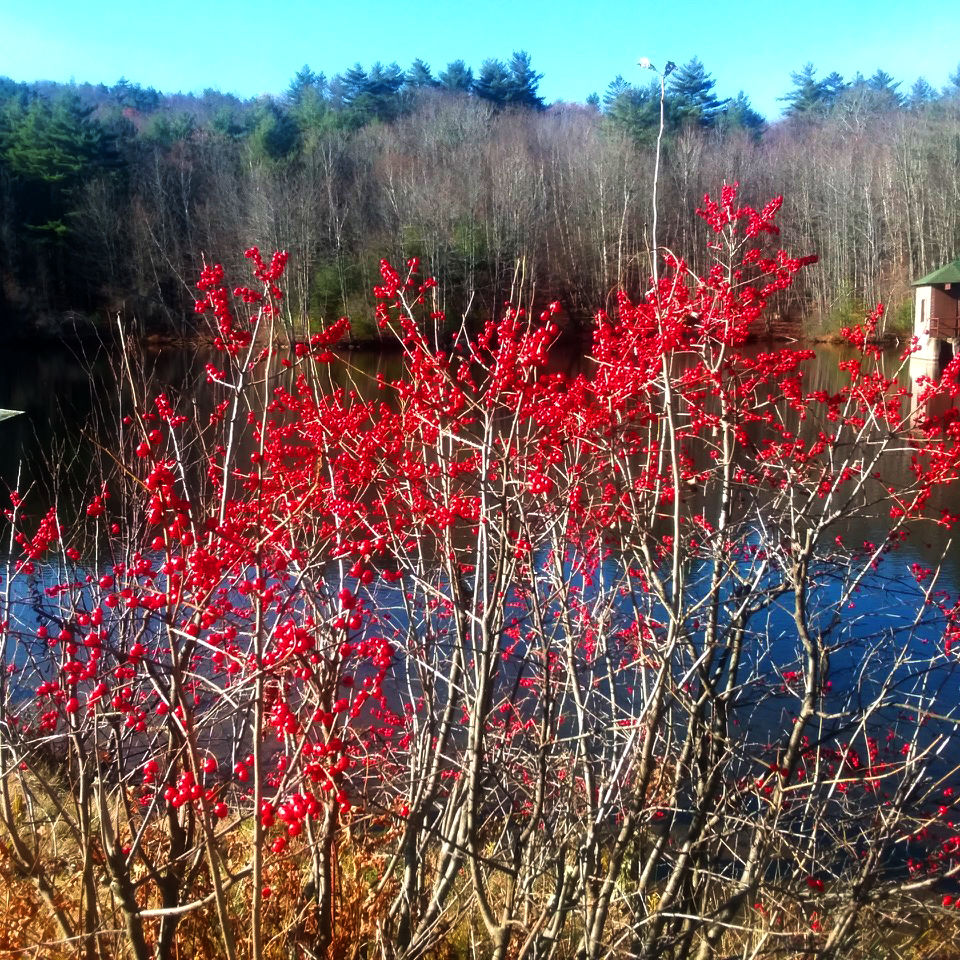 Reader Pics: Nov. 12