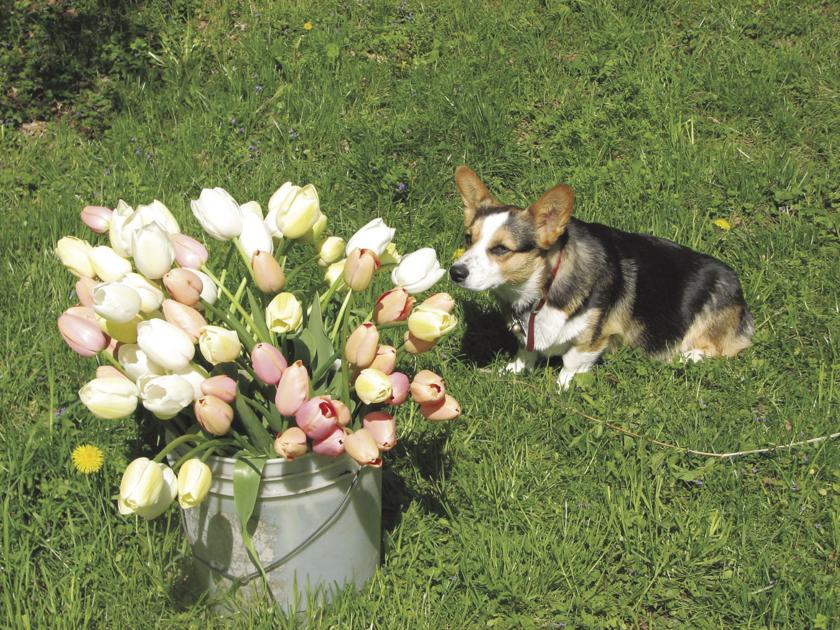 Oh dear: Dealing with deer, woodchucks and more