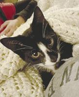 People rally to help wounded cat