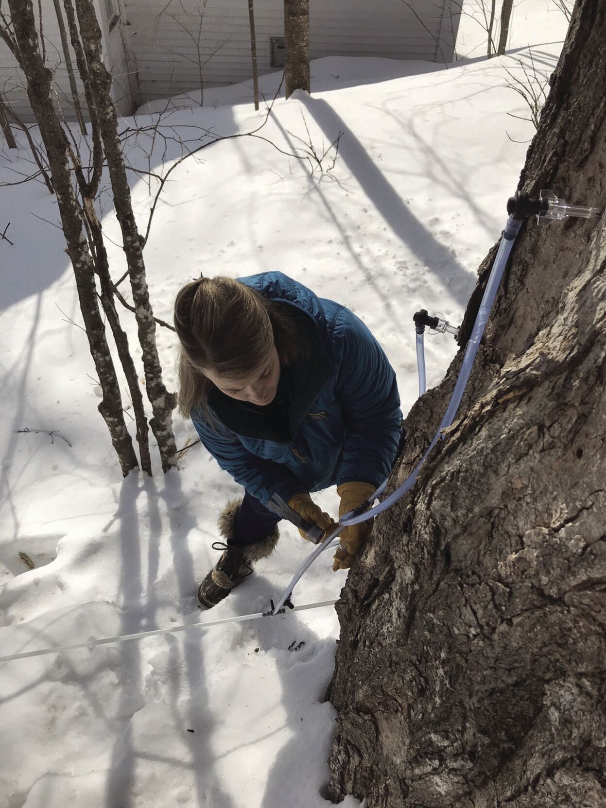 How NH maple producers make maple syrup