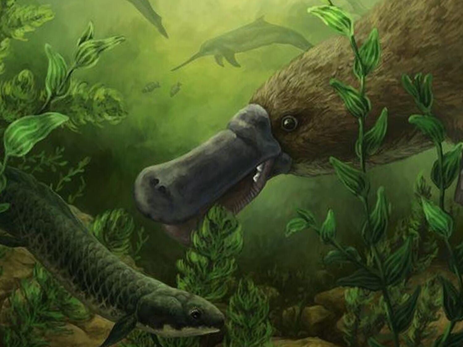 Fossils reveal platypuses swam with dolphins 25 million years ago ...