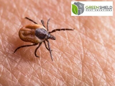 Green Shield Pest Solutions Shares Expert Insights on Specialized Treatments for Stratham, NH Residential and Commercial Properties