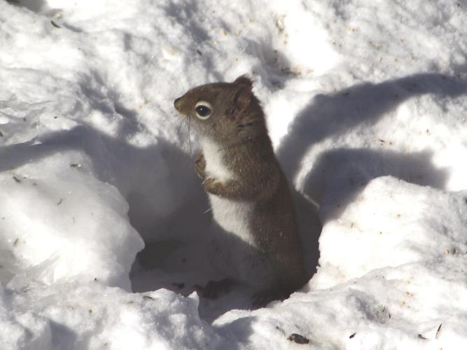 07-17 OUTDOORS Alert for Predators in Winter.jpg