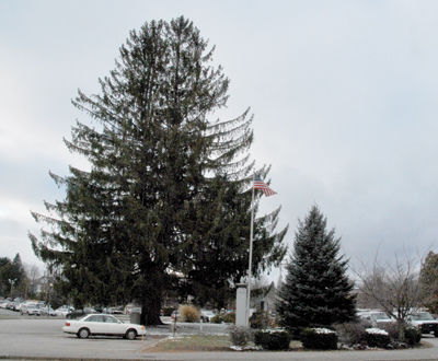 City's annual Christmas tree lighting will feature evergreen of a more manageable size
