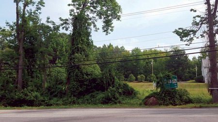 Bittersweet The Vine That Is Taking Over Nh S Landscape Local News Laconiadailysun Com