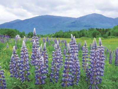 Lupine Field