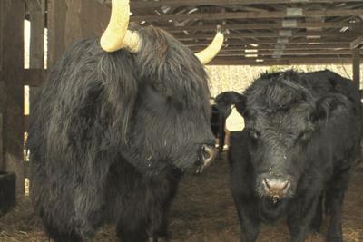 Love birds Topper and Shannon