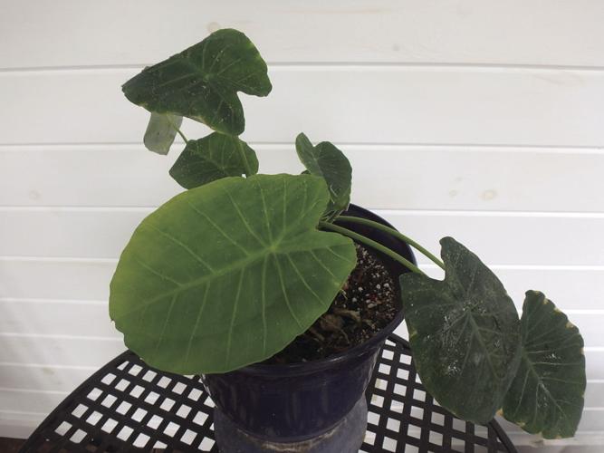 04-04 HOME This elephant ear plant should get huge this summer. .jpg