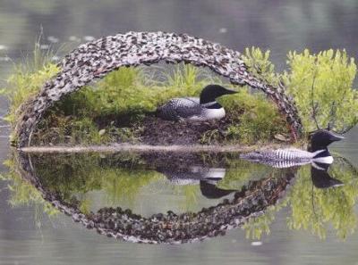 Loon Nesting Raft