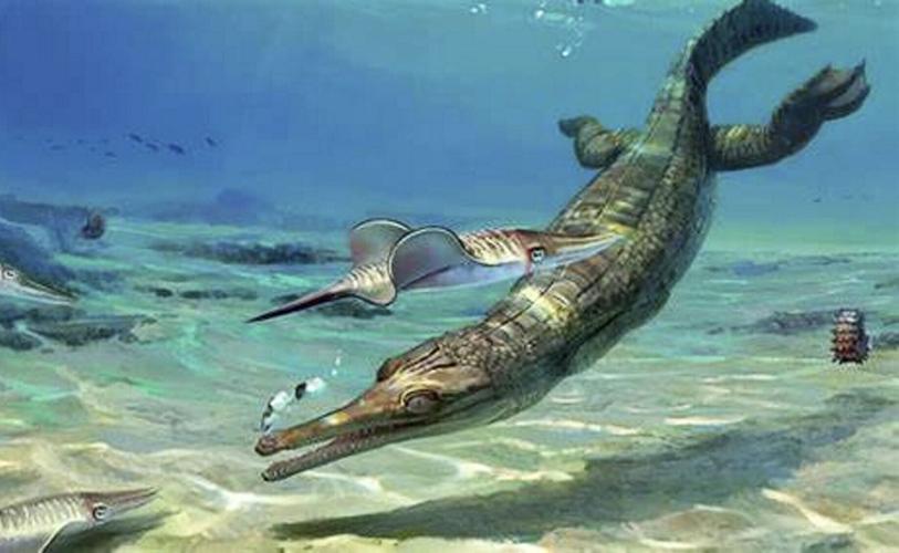 World’s oldest crocodile fossil discovered by amateur fossil hunter