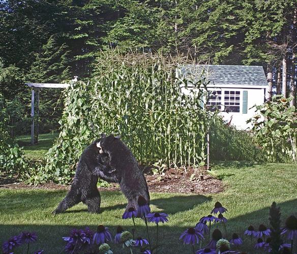 Reader Pics: Sept. 12 - Dancing bears