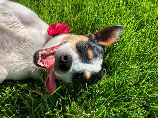 pexels-laura-habegger-ratke-333603-11171204