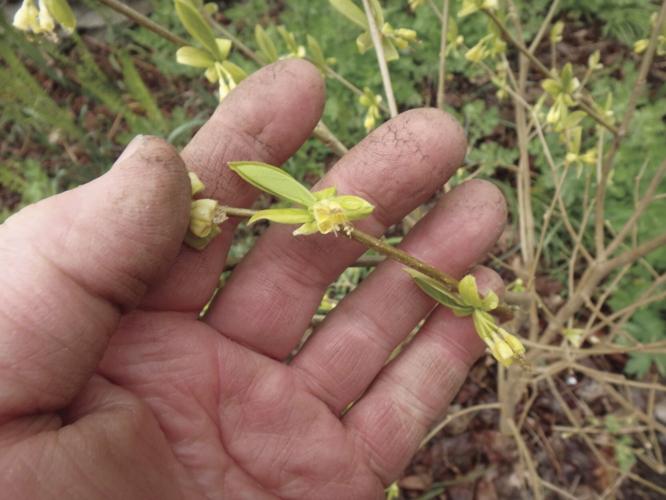 Leatherwood blossom, close-up