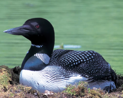loon