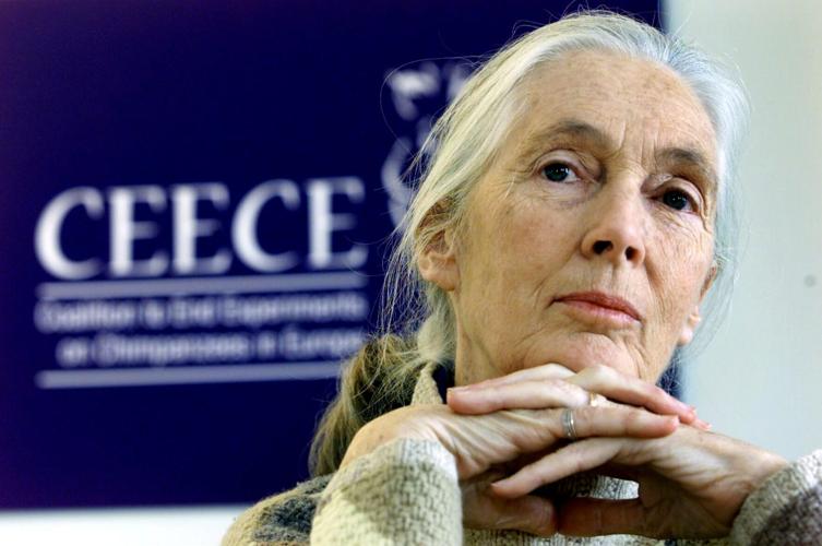 Jane Goodhall posthumously named Peta’s person of the year