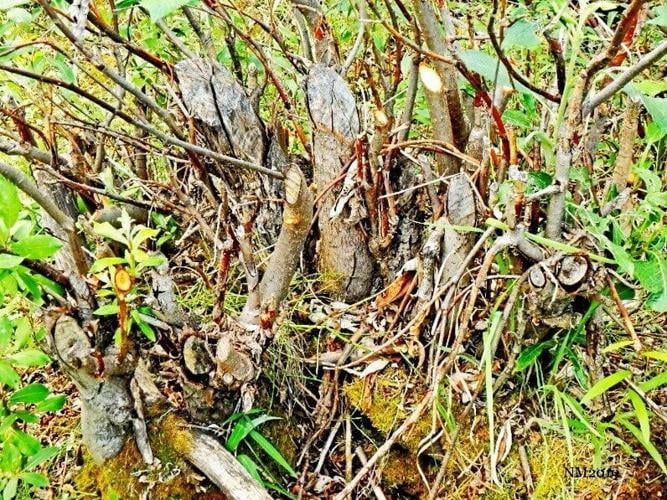 Beavers leave tell-tale trail as they move into the Arctic, reveals new research