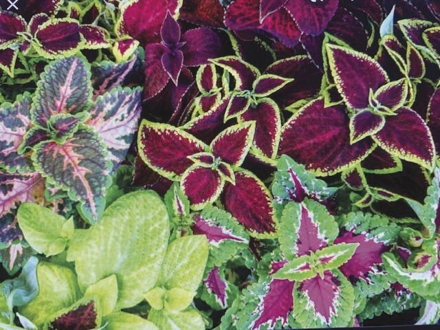 plants