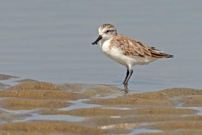 The spoon-billed sandpiper, a small wading bird, flies nearly 5,000 miles (8,000 km) on its annual migration.
