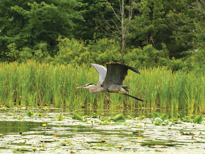 A tough summer for wildlife on the lakes