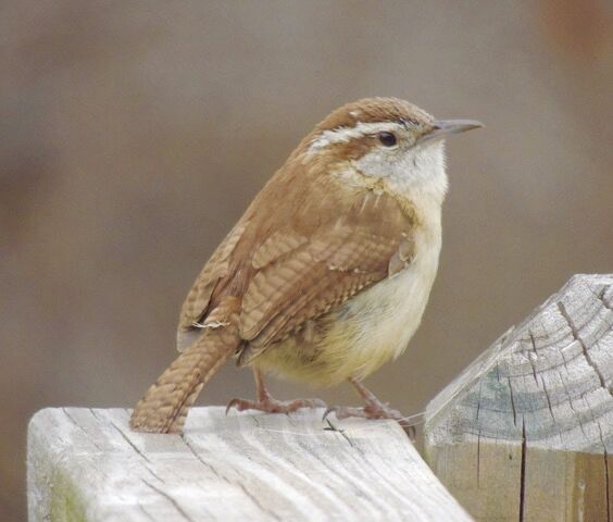 Reader Pics: April 27