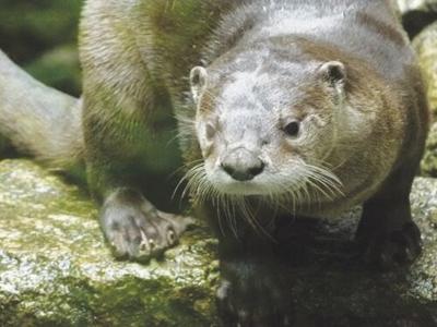 Squam Lakes Natural Science Center