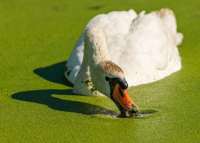 pexels-ganajp-13668439
