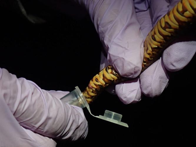 Snakes facing extinction due to deadly diseases, warns new research