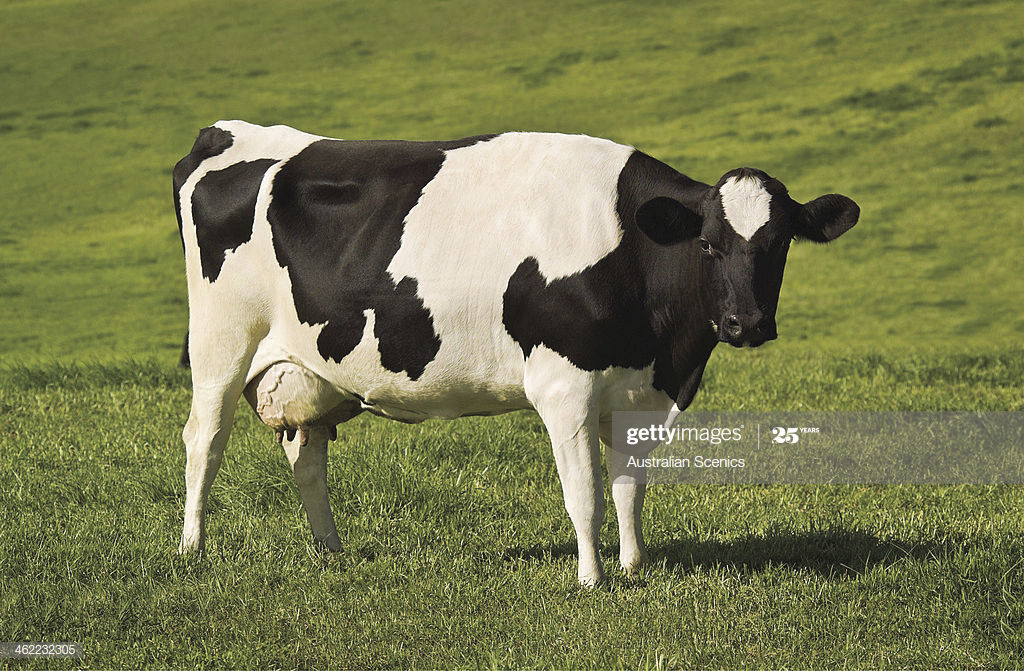 5 lines on cow for class 3 image