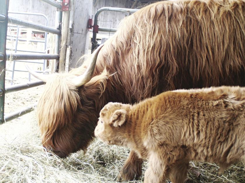 Calf-birth by appointment?