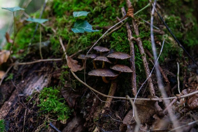 Record-breaking display of fungi set for Britain following dry summer, RHS says
