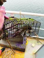 Stolen lobster traps seized, cargo ship captain charged