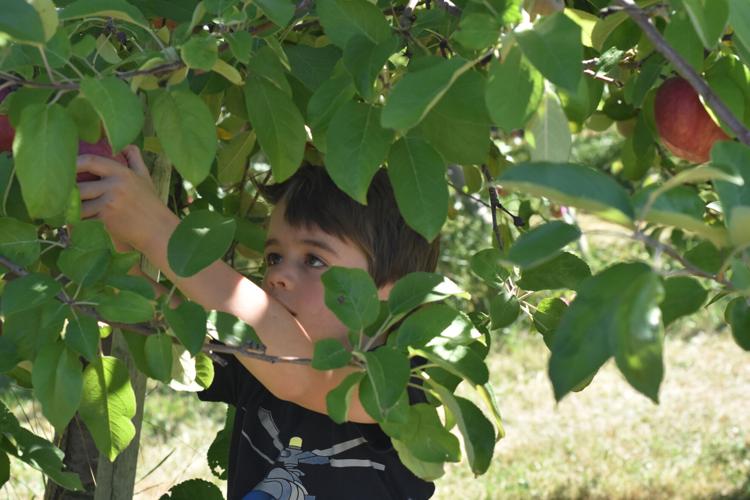 10-13 Apples Otis