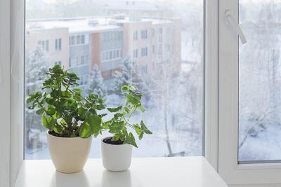 Winter wellness report: Can houseplants help beat the winter blues?