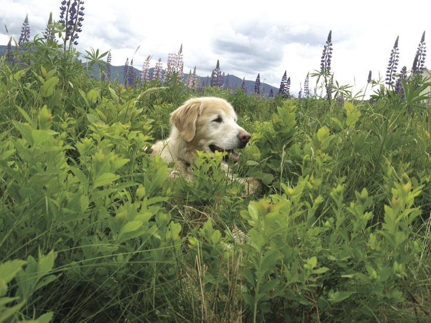 Sunapee Mountain and the Andrew Brook Trail