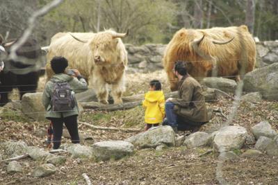 Ferdinand
