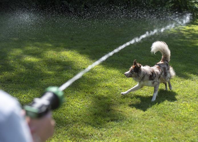 Percy in the backyard