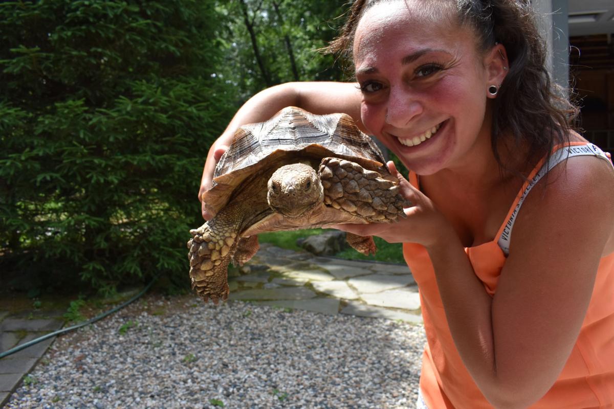 Pet Tortoise Runs Off In Moultonborough Local News Laconiadailysun 